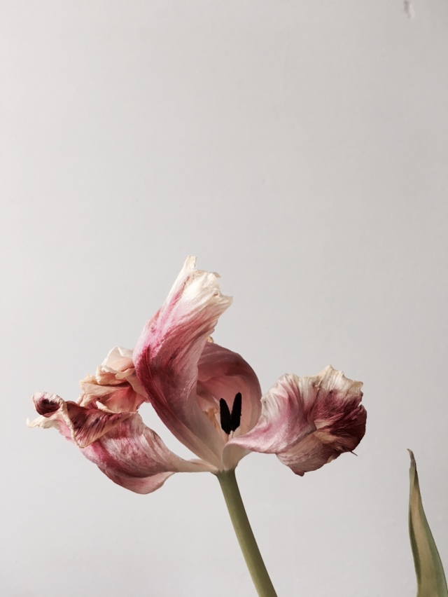 tulip 6.jpg