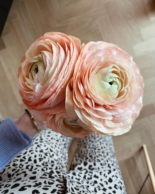 Hello Monday, here&rsquo;s to you from me and my &euro;3,5 each ranunculus 🤩 They&rsquo;re insanely beautiful and feathery, thank you Mandy bloemen 💛 #mooiwatbloemendoen #ranunculus #botanicalpickmeup #hellomonday