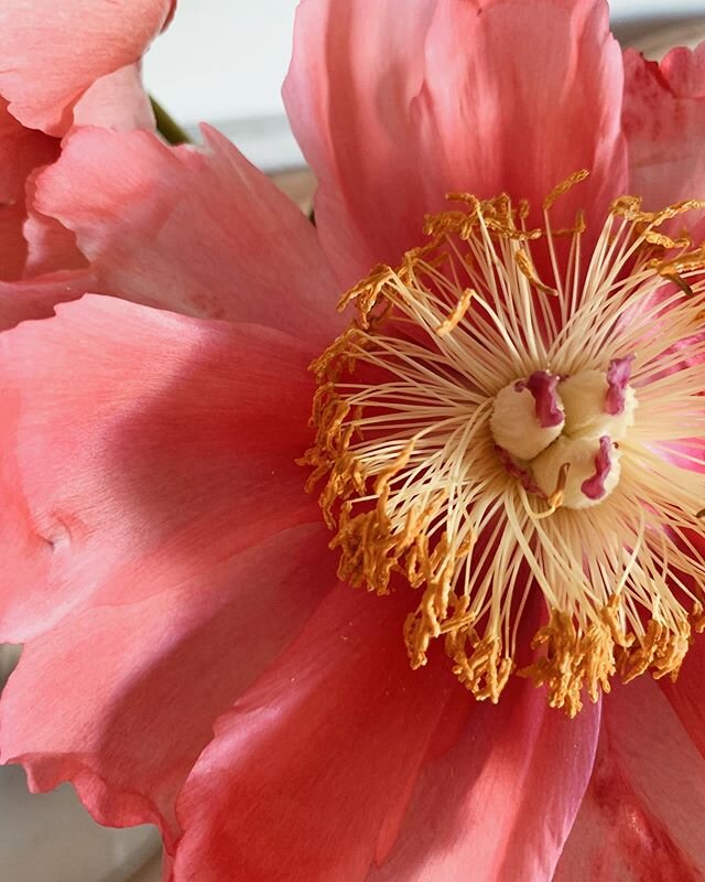 Move over tulips, part 2. Vandaag waren bloemen ook een groot thema, vandaag namen we afscheid van een dierbare. Mijn hart is vol, en zo fijn dat bloemen troost bieden en hoop geven 🌺 Take care, lieve allemaal!