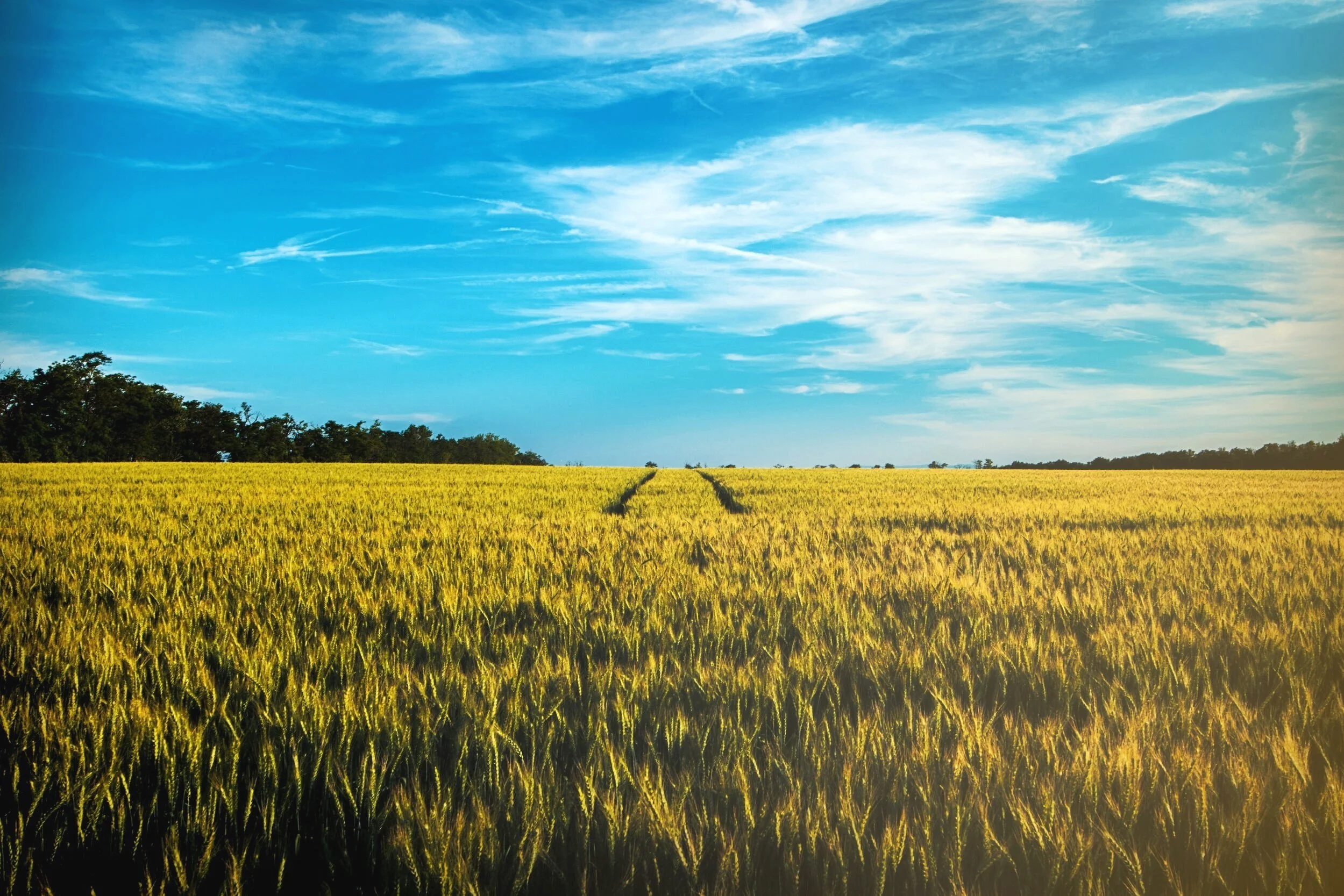 ai battery source, sunlight on a field