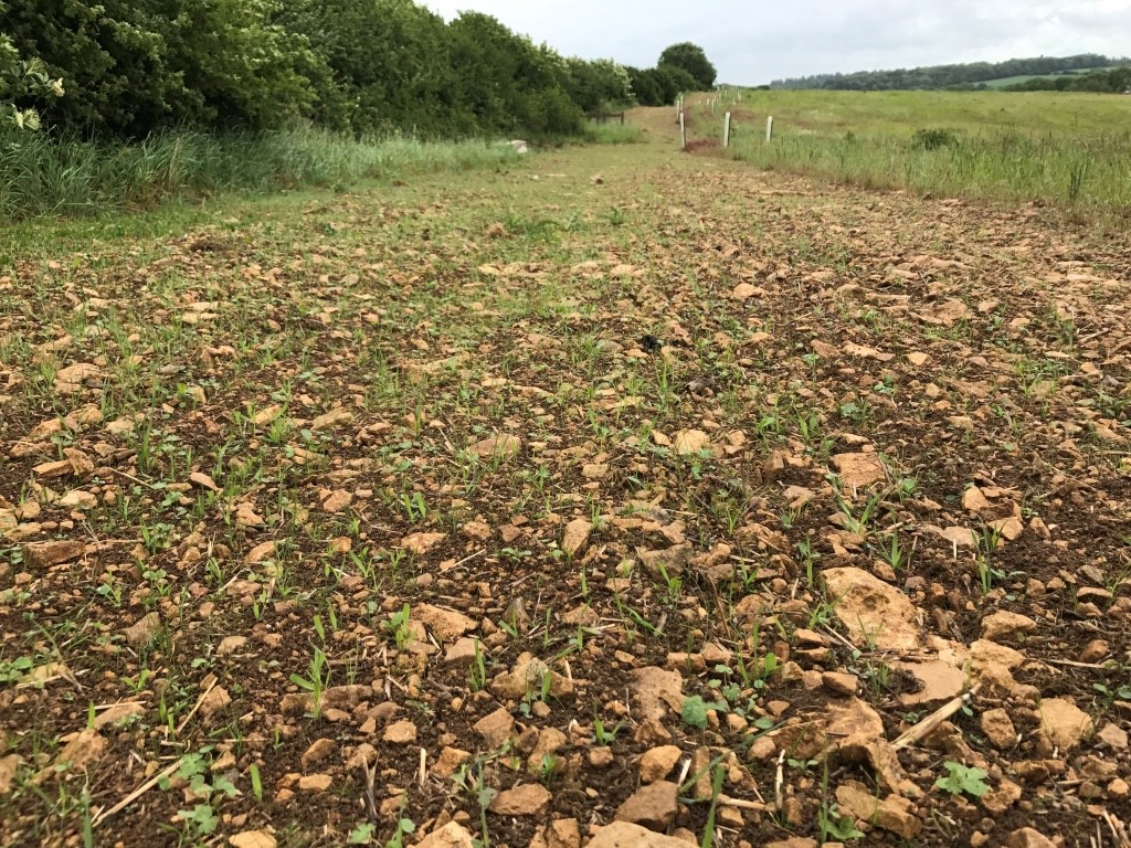Field margins, newly seeded with tussock grassland and wild flowers