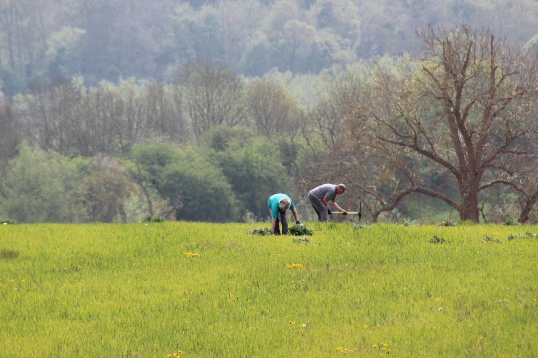 Digging out perennial weeds in April
