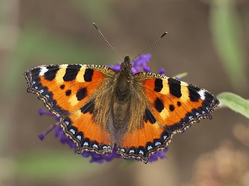 Small tortoiseshell butterflies were observed in the field margins