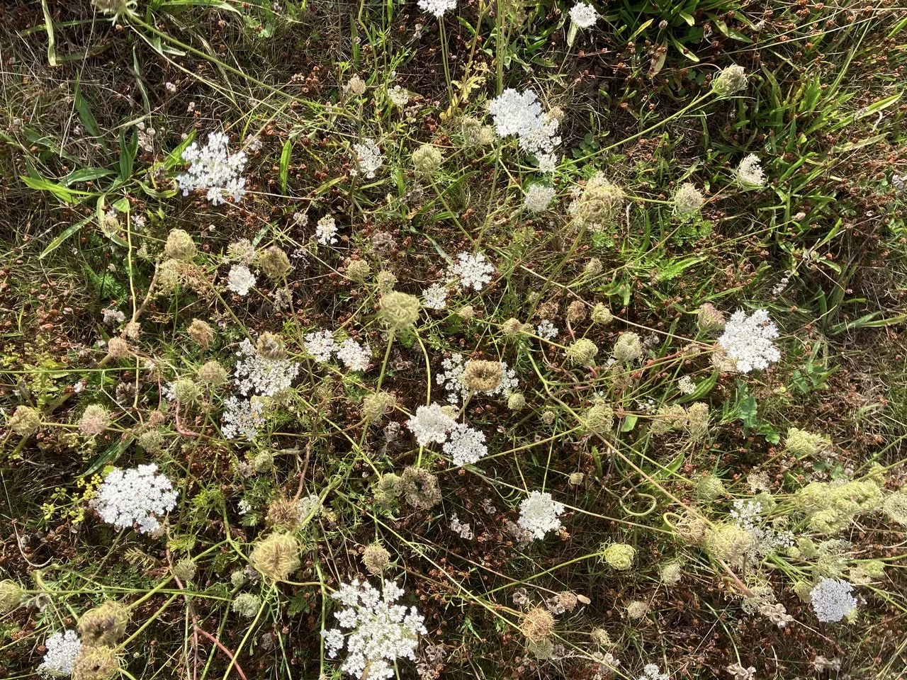 Nature restoration at Southill Solar