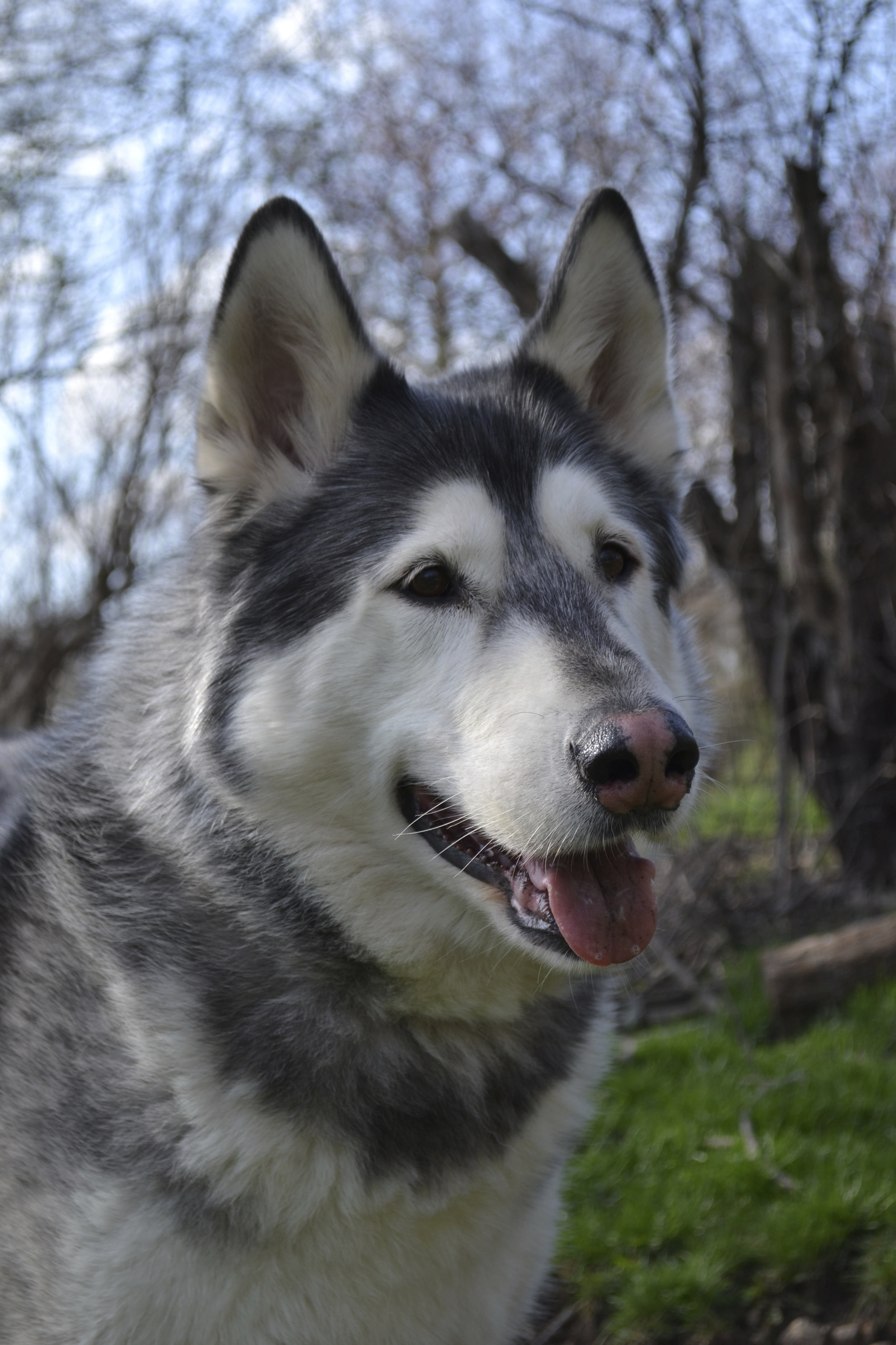 Cody