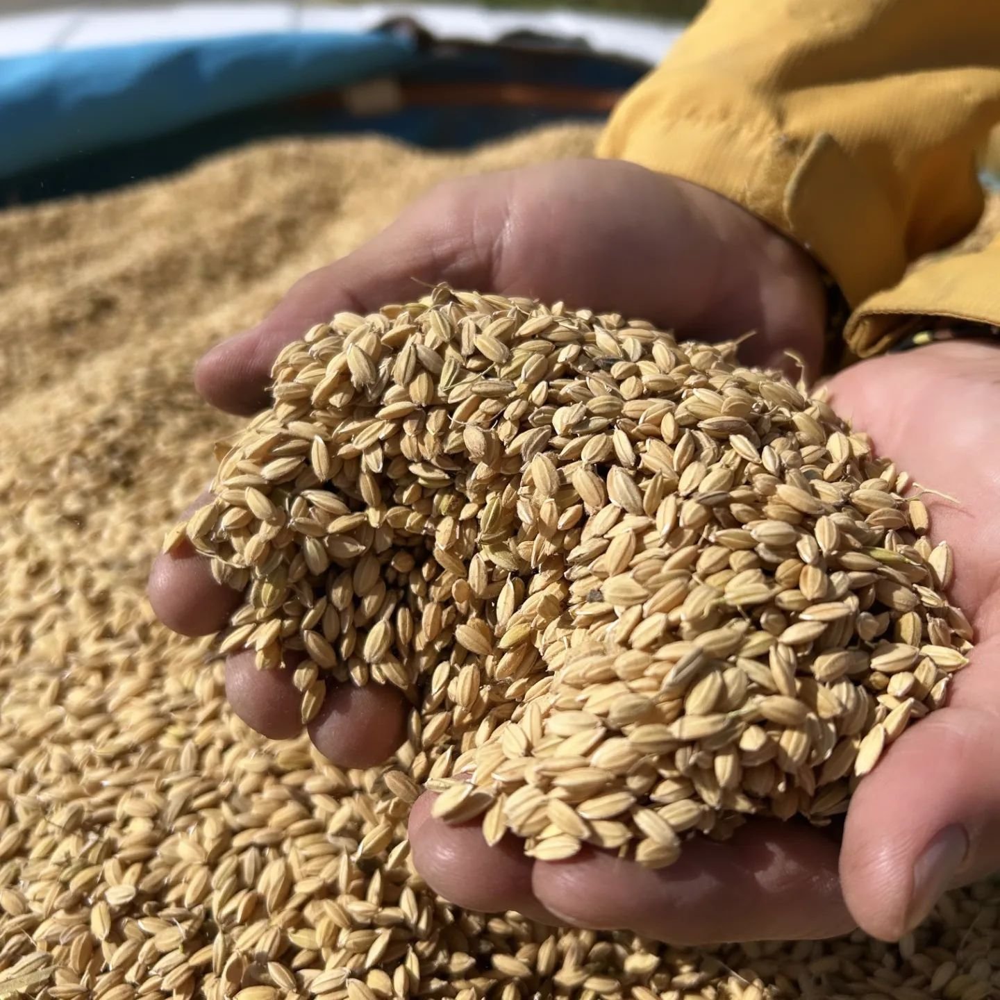 Some very special photos of our Yamada Nishiki rice as it was being harvested a few weeks ago in Hyogo 🌾❤️🇯🇵

This is what this special rice looks like prior to the husk being removed and subsequently highly polished; destined for our Junmai Ginjo