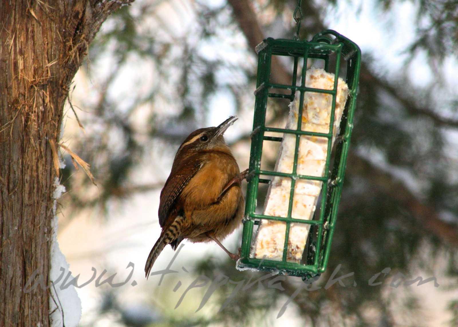 Carolina%20Wren.jpeg