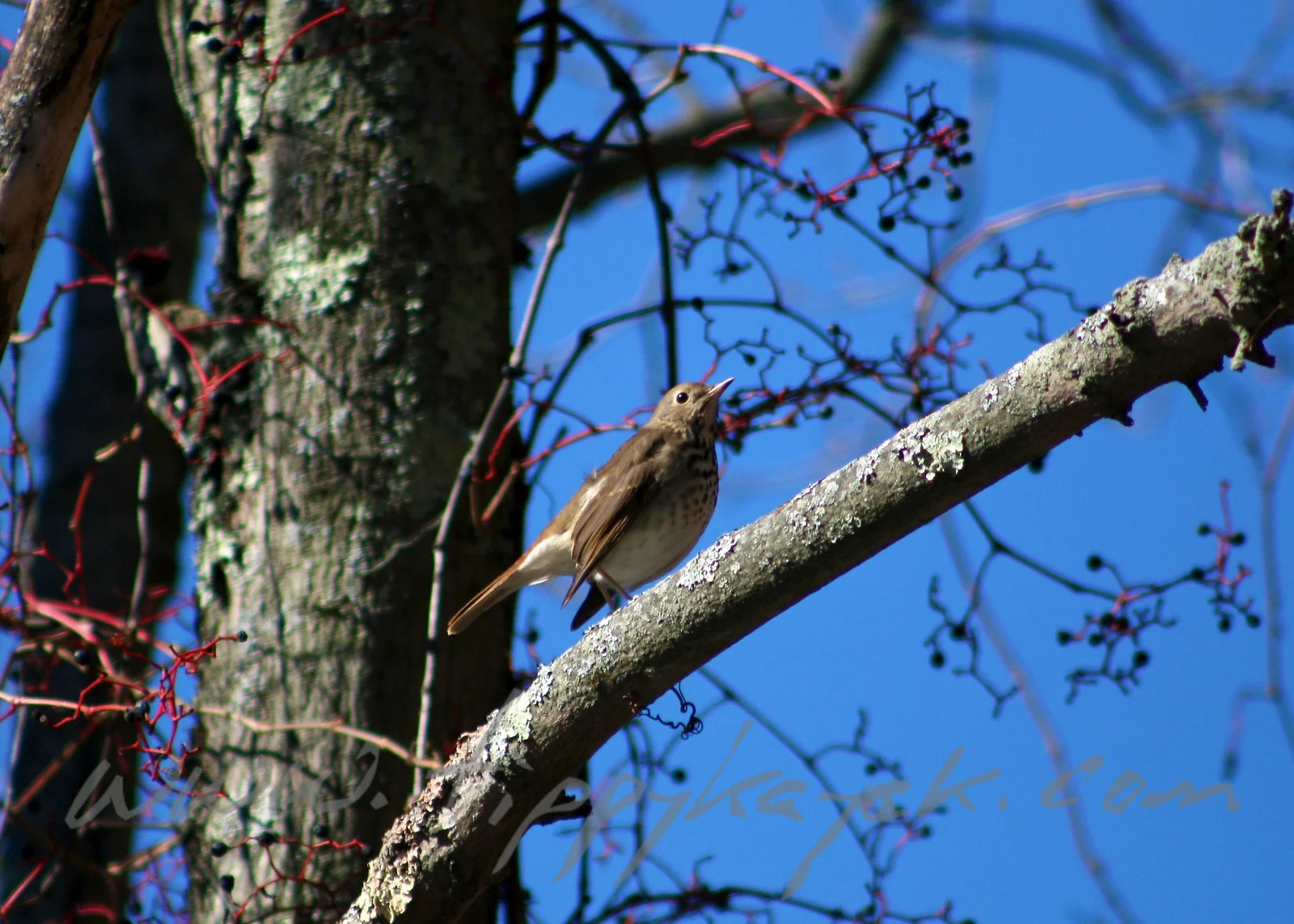Hermit Thrush