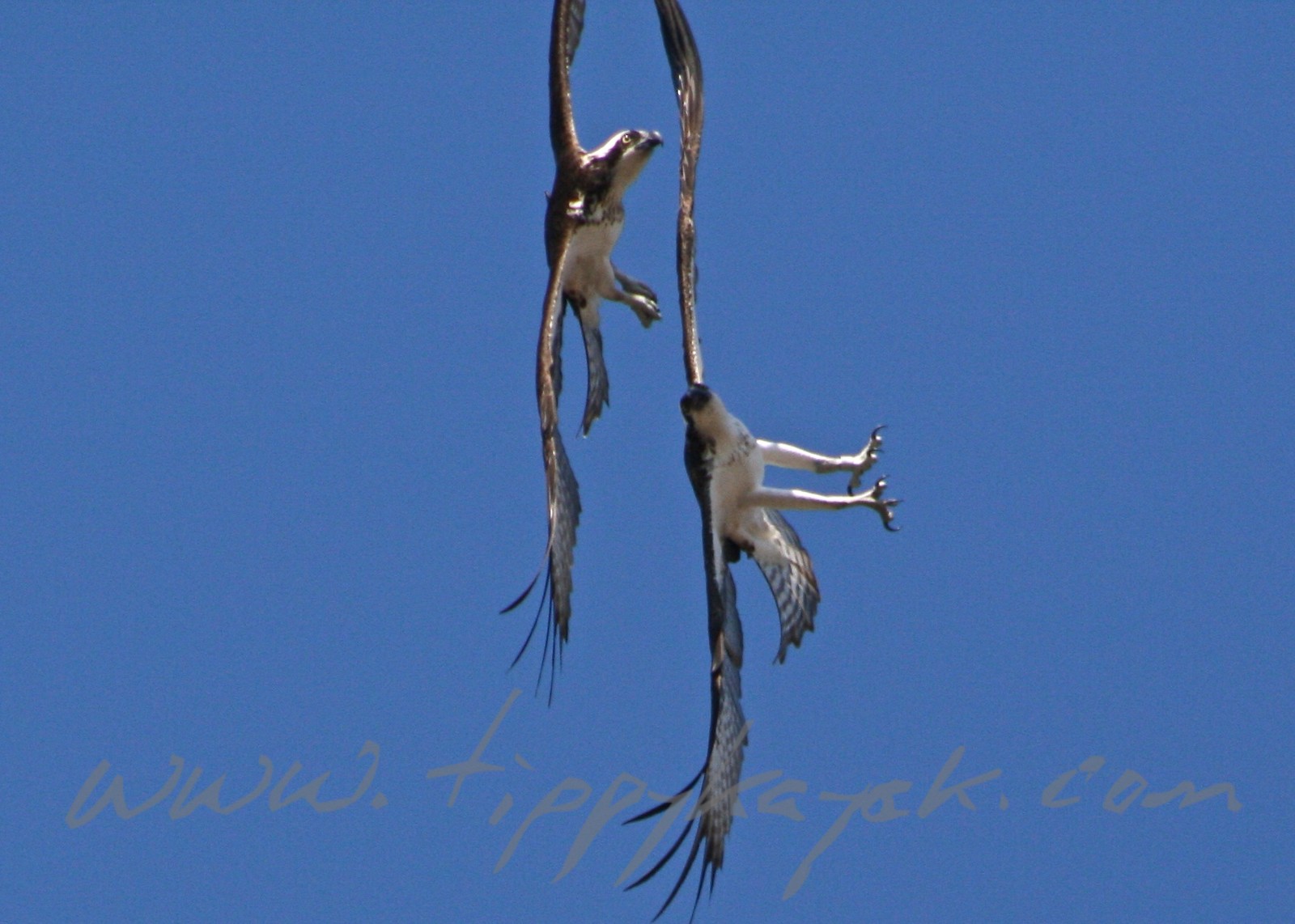 Osprey