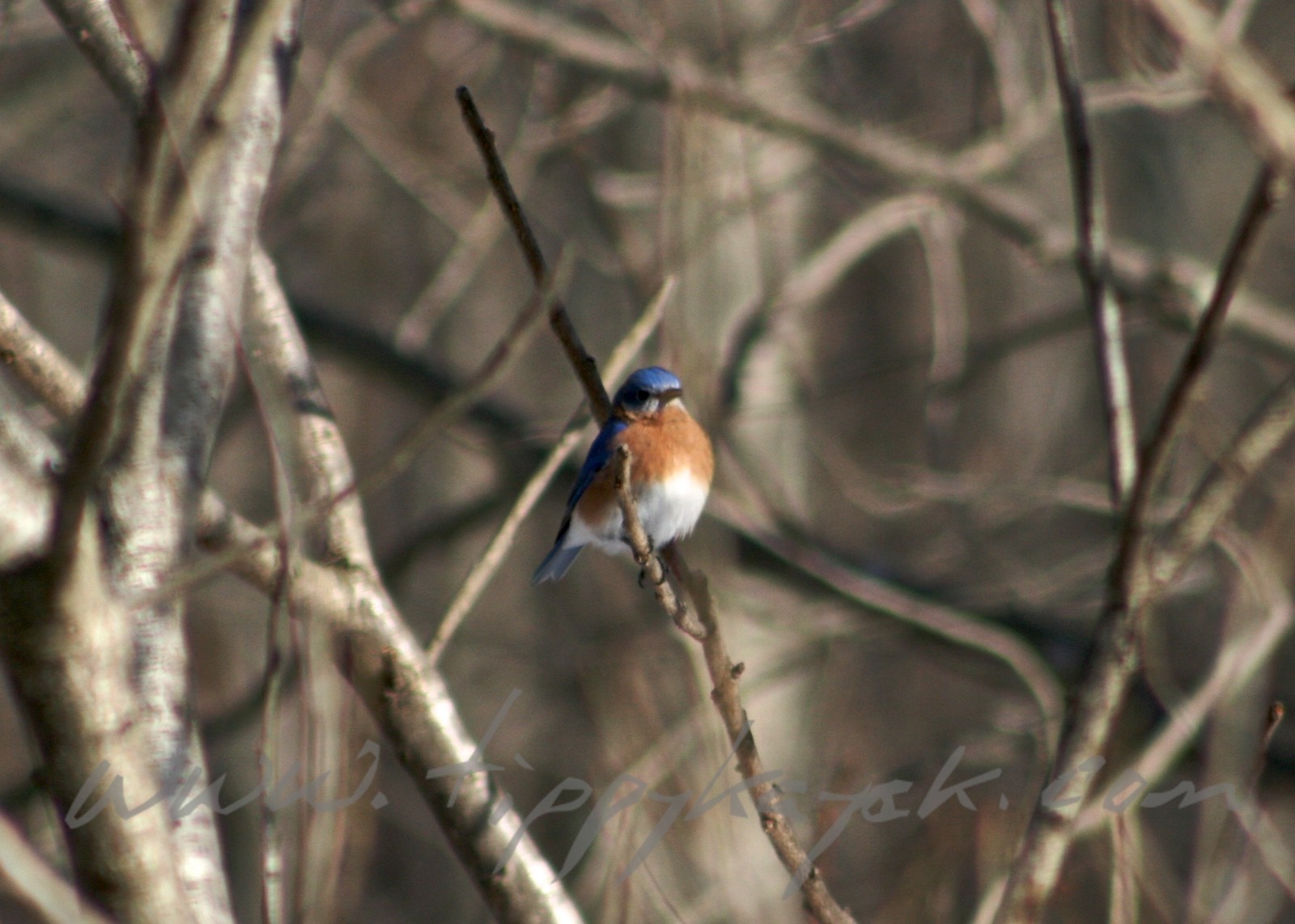 Eastern%20Bluebird.jpeg