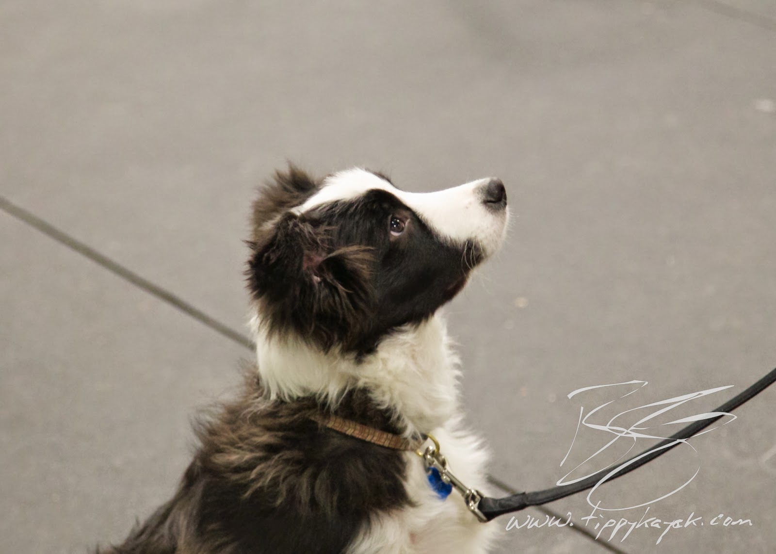 As a teeny puppy, Jax learned to volunteer a sit with terrific focus.