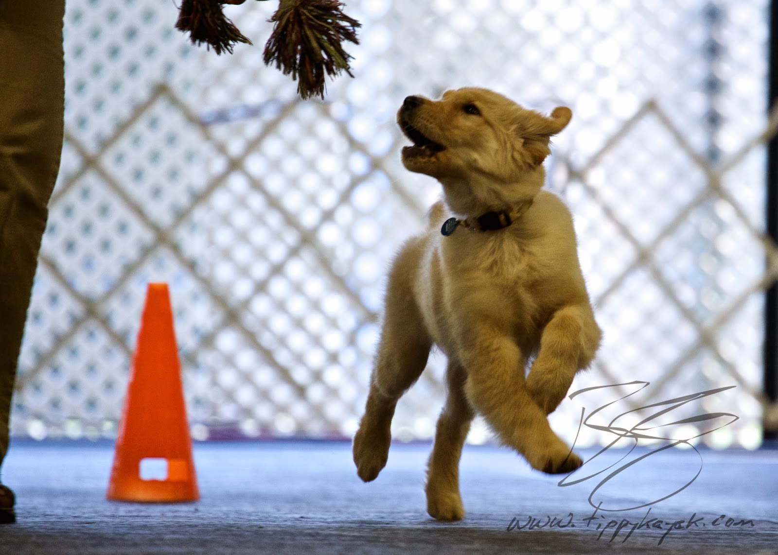 At a recent seminar with Ian Dunbar, this puppy worked off-leash in a room full with 43 other dogs. The owner's challenge was to create a rewarding connection with her pup using no force at all.