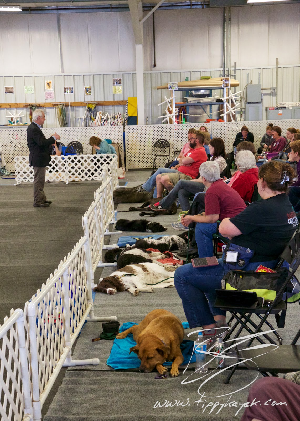 At this 2014 Ian Dunbar workshop, the dogs had to settle on their own spots, and by the second day, they were so used to it that most of them fell asleep.