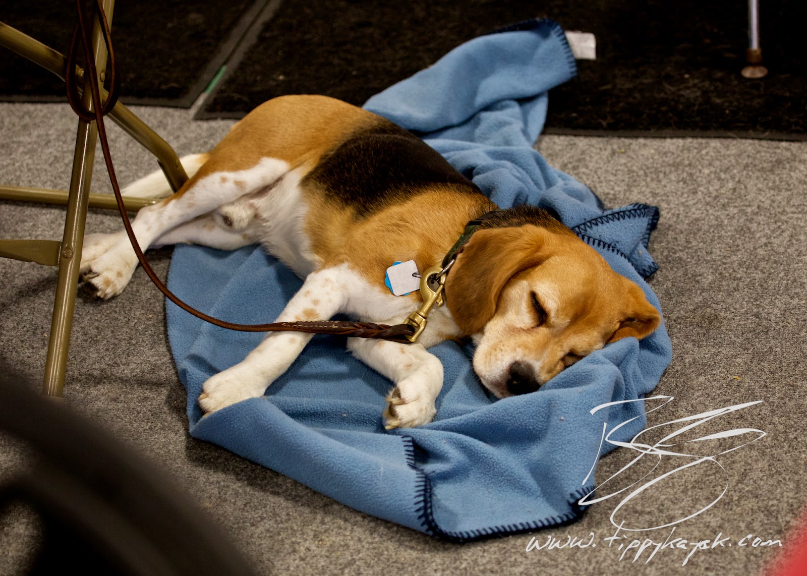 Beagles are famous for being intense about food, but this little guy is really well-trained and was so good at settling down that he dozed off.