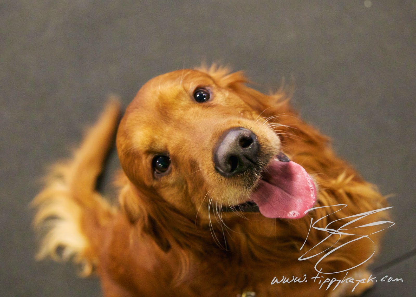 Jax loves everybody, but that doesn't mean he should have to suffer through inconsiderate behavior from strangers.