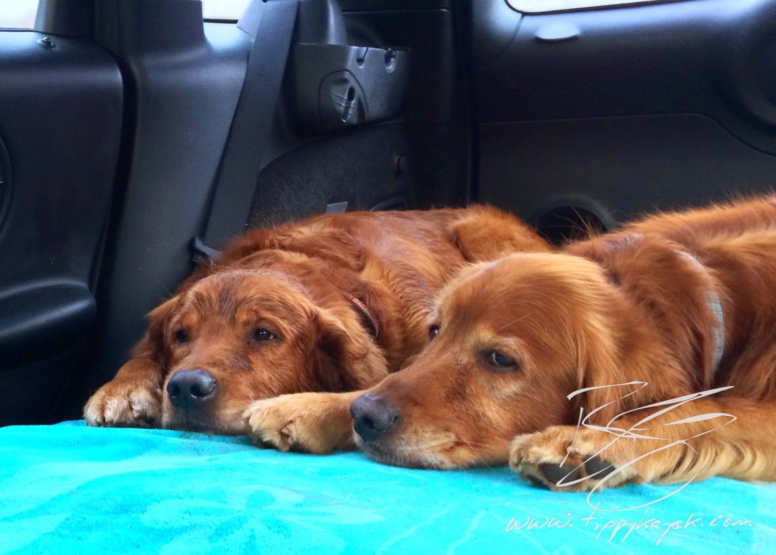 It has become increasingly clear to me that it's not responsible to have the dogs loose in the back of the car, even though they're trained to settle calmly.