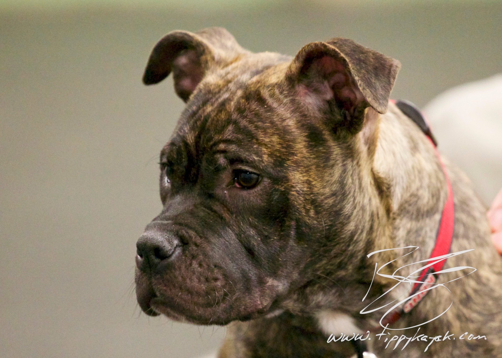 Just like the puppy in this Reader Question, Tubbs would get a bit wild in the early evening, right at the time his handler was able to attend puppy class! With steady rewarding of Tubbs' good choices, nonrewarding of wild behavior, and a ton of patience, Tubbs and his handler made great progress.