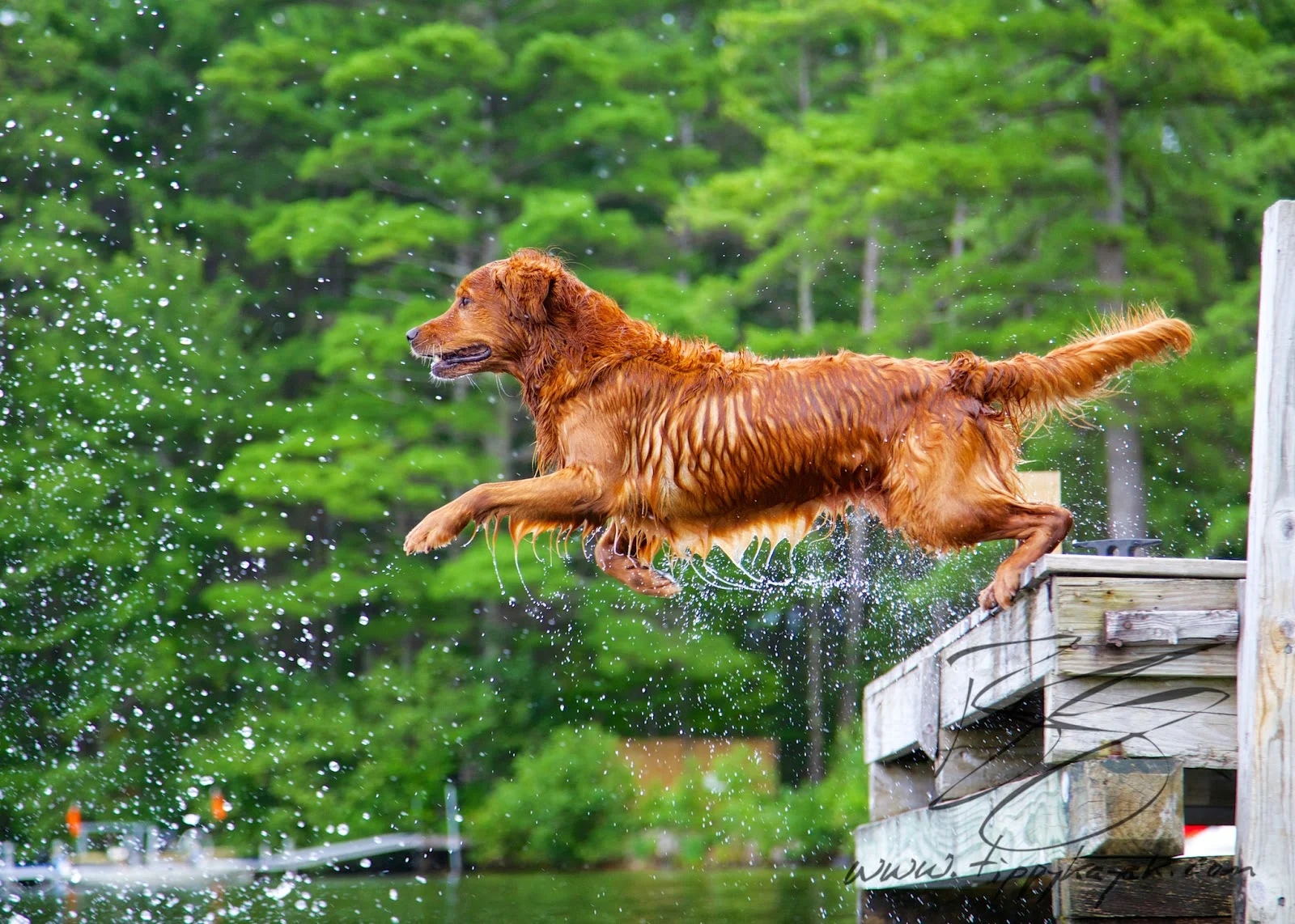 Dock Dogs — Tippykayak Dog Training & Photography