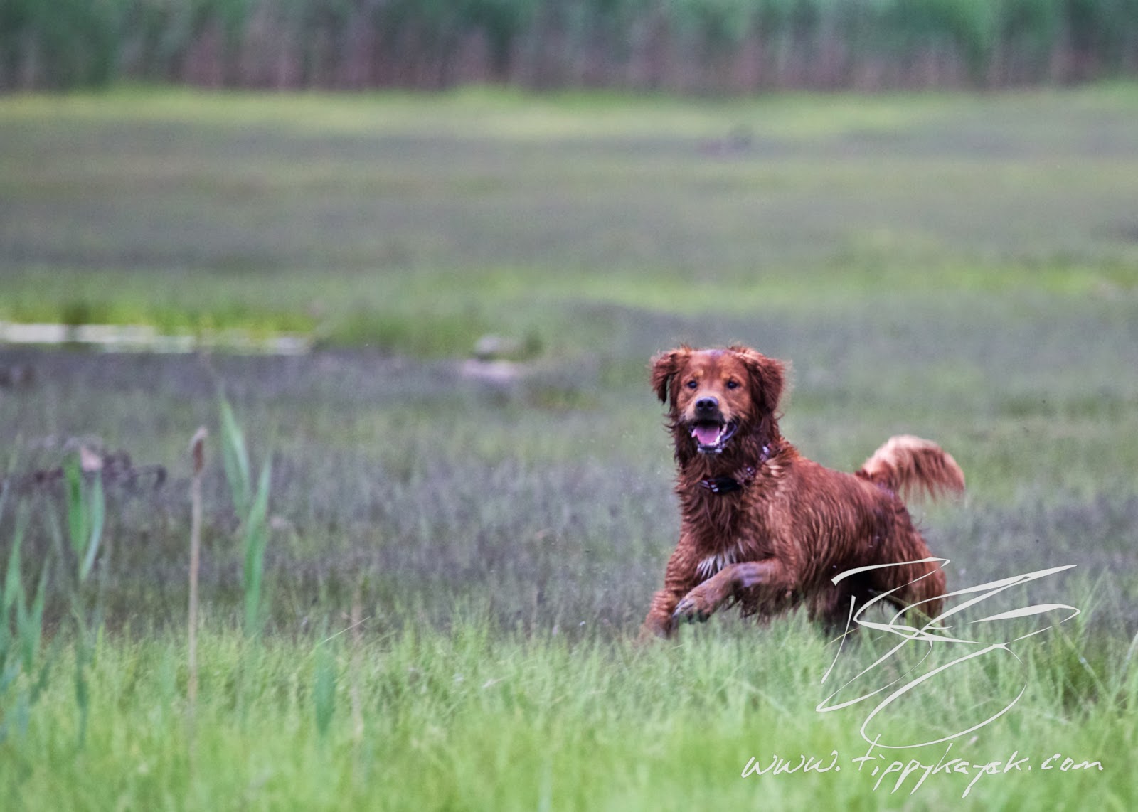 It's pretty clear in this picture that there's nothing wrong with Jax, but when something does go wrong with a dog's health, it can be really hard to figure out.