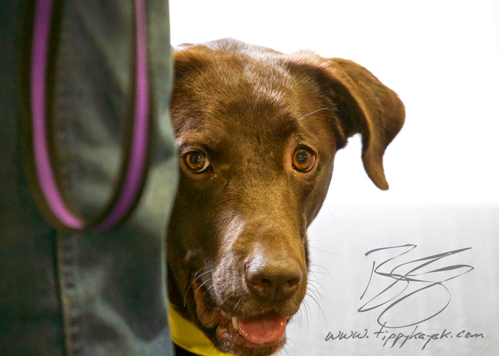 A dog's trust in us deserves a special kind of care and gentleness in training.