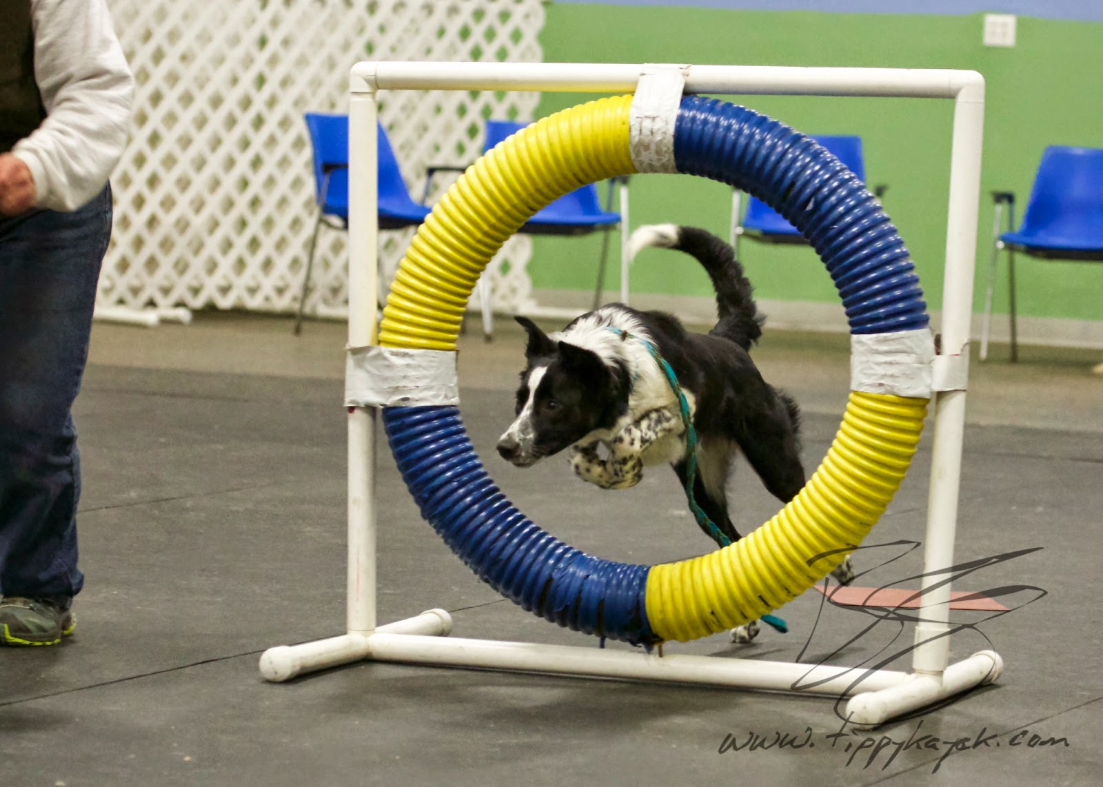 If you can train an intense herding dog to literally jump through hoops without hitting him, you can certainly train a dog through basic obedience without it.