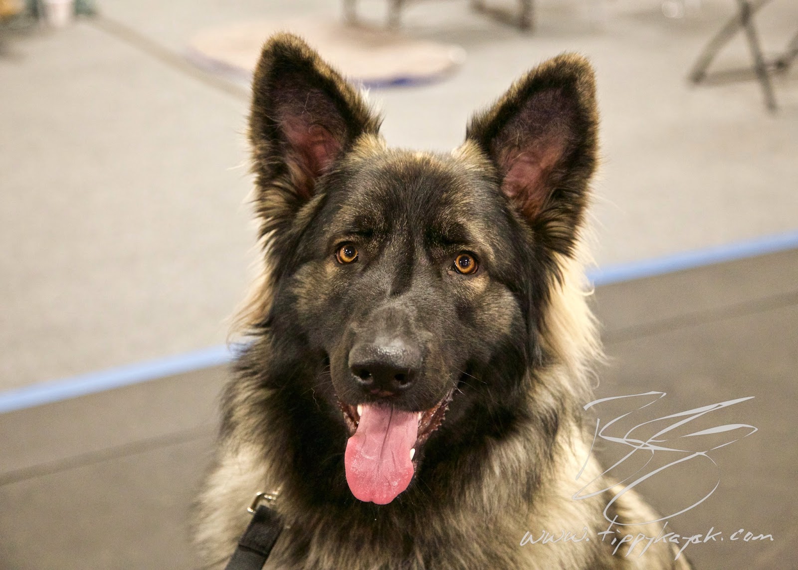 Kingston is a large, strong dog with a lot of drive, so his handler can't manhandle him into position or physically compel him to stop very easily. Instead, she works really hard to build a connection with him, and then she practices in lots of different situations so his attention holds up in the face of major distractions.