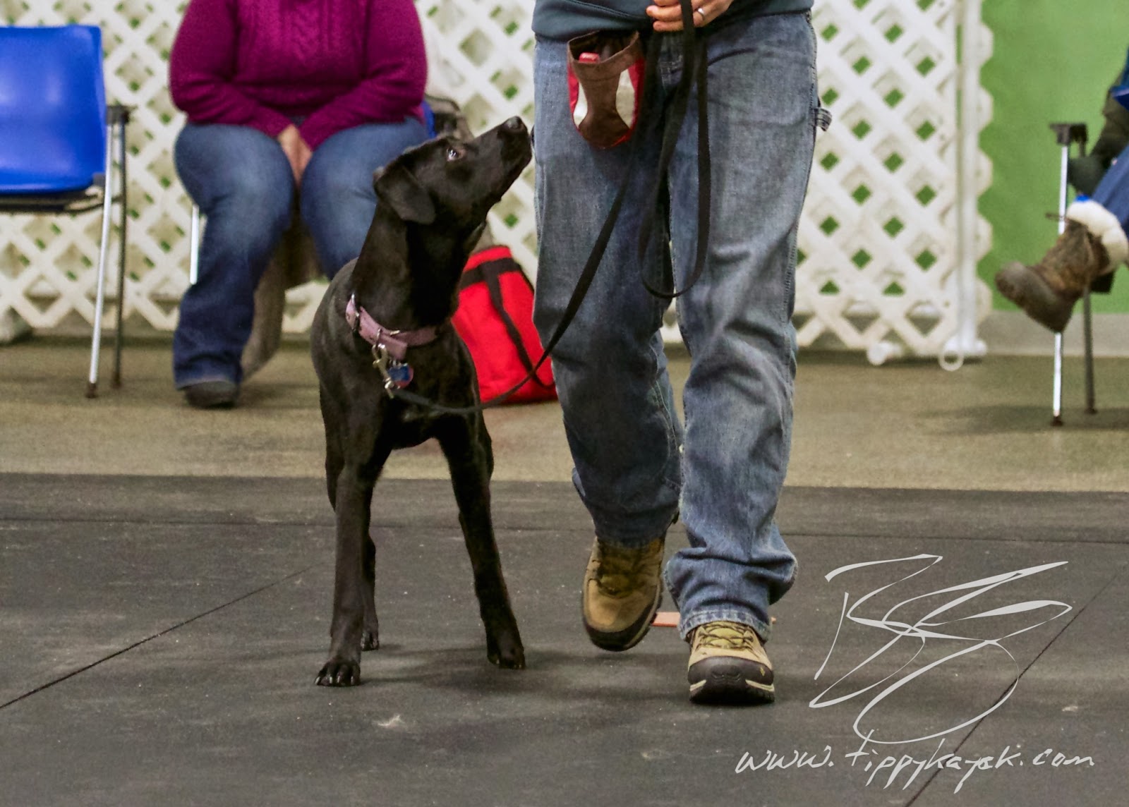 Abby is very young and distractible, so her handler focuses on rewarding her for connecting with him. Her handler is doing a great job of getting the food out of her face, and he only uses it as a reward for what he likes, rather than bribing her.