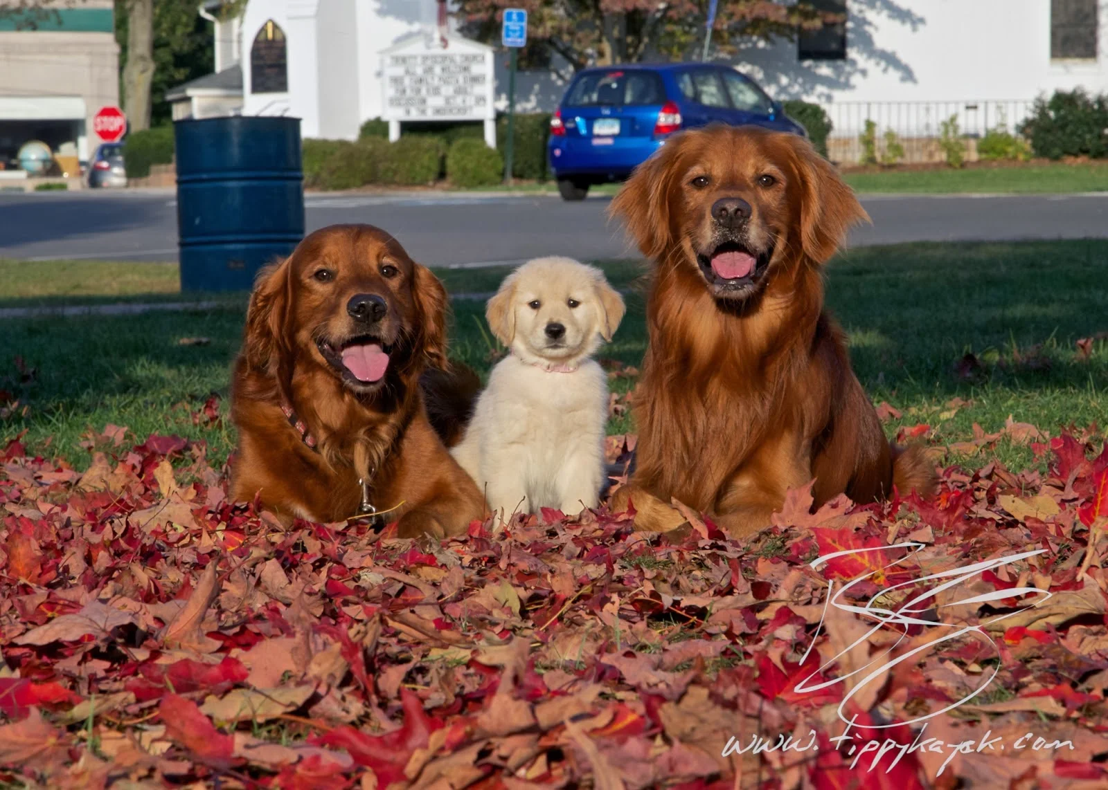 How to Find a Red Golden Retriever — Tippykayak Dog Training & Photography