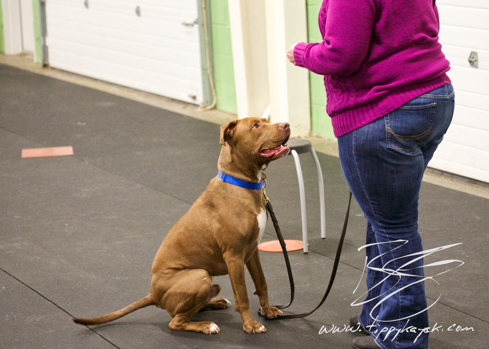 Samson wanted to pull and whine and bark, but instead of telling him not to by making it unpleasant, we taught him that he could look to his owner as the source of good things.