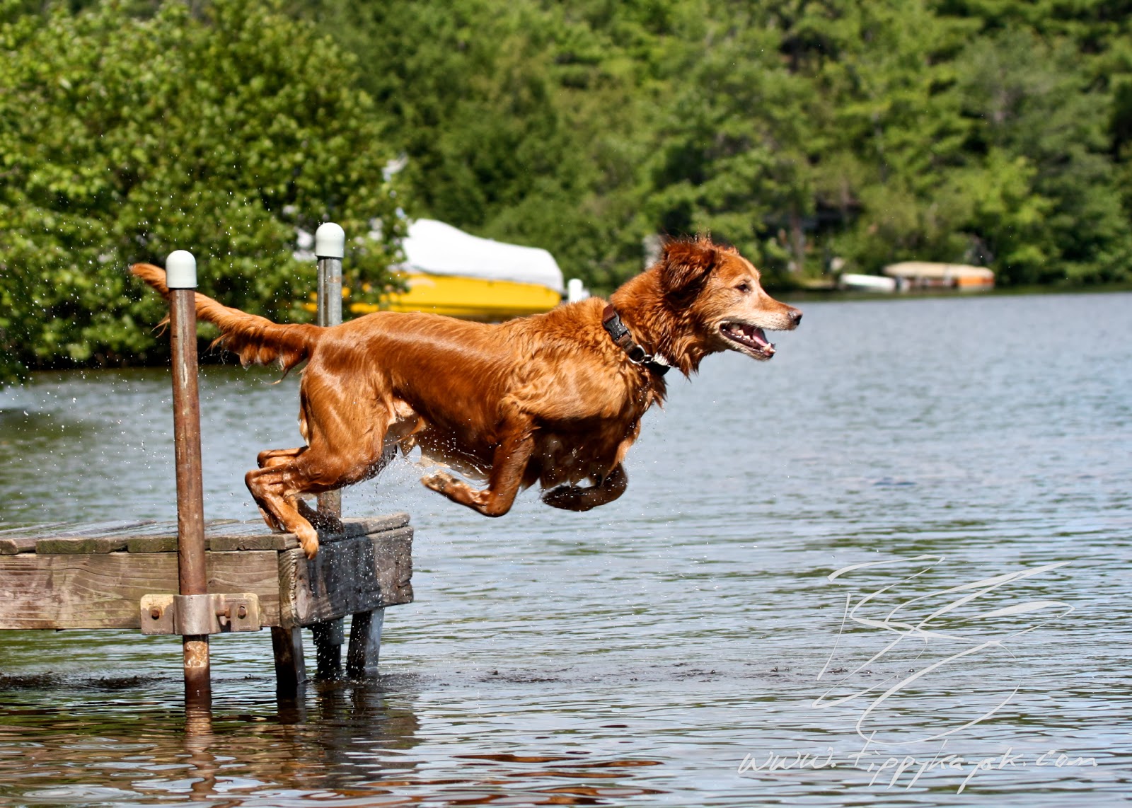 Gus was in the prime of his life when he was diagnosed with lymphoma, only three months after this picture was taken.