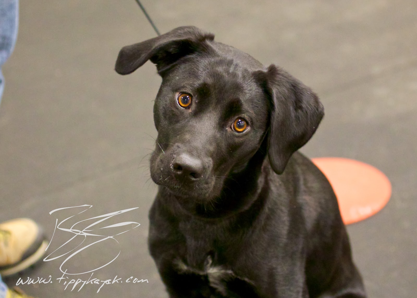 Puppy Abby's jumping was self-rewarding, so we removed the opportunity to jump and rewarded an incompatible behavior (a sit).