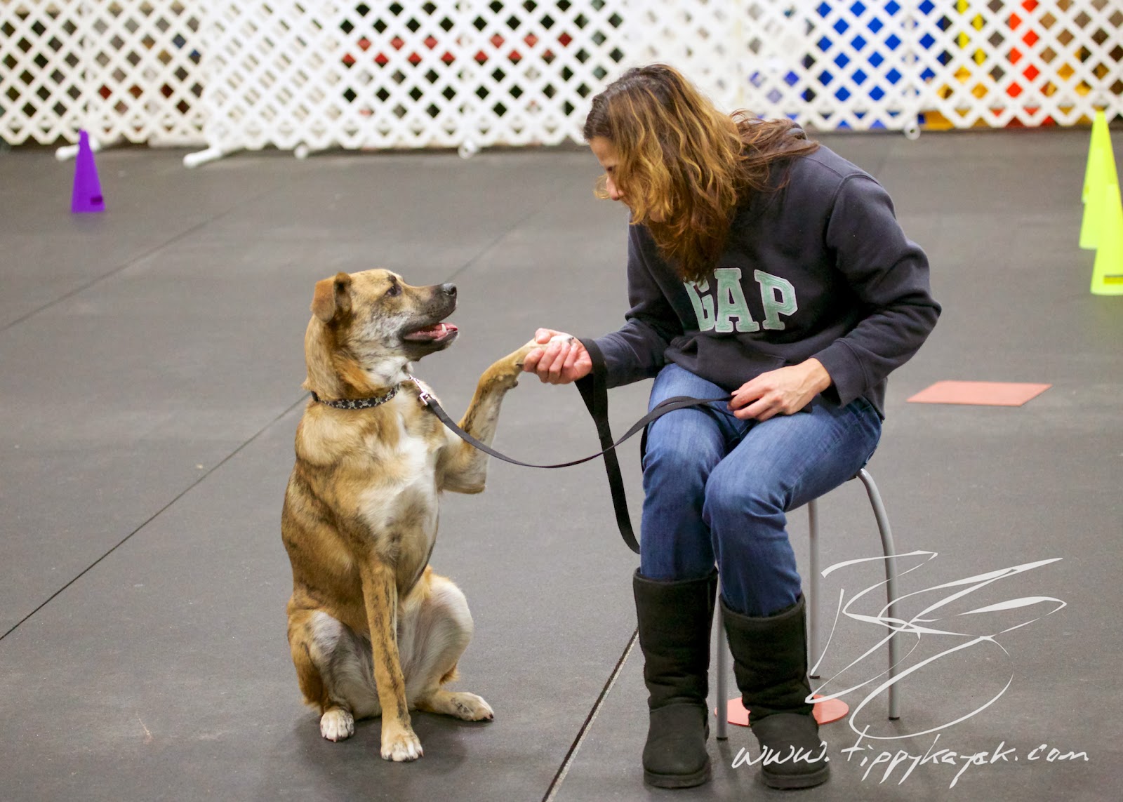 During a Paws N' Effect Family Dog Training Basics class, Roma learns that giving her paw voluntarily is fun.