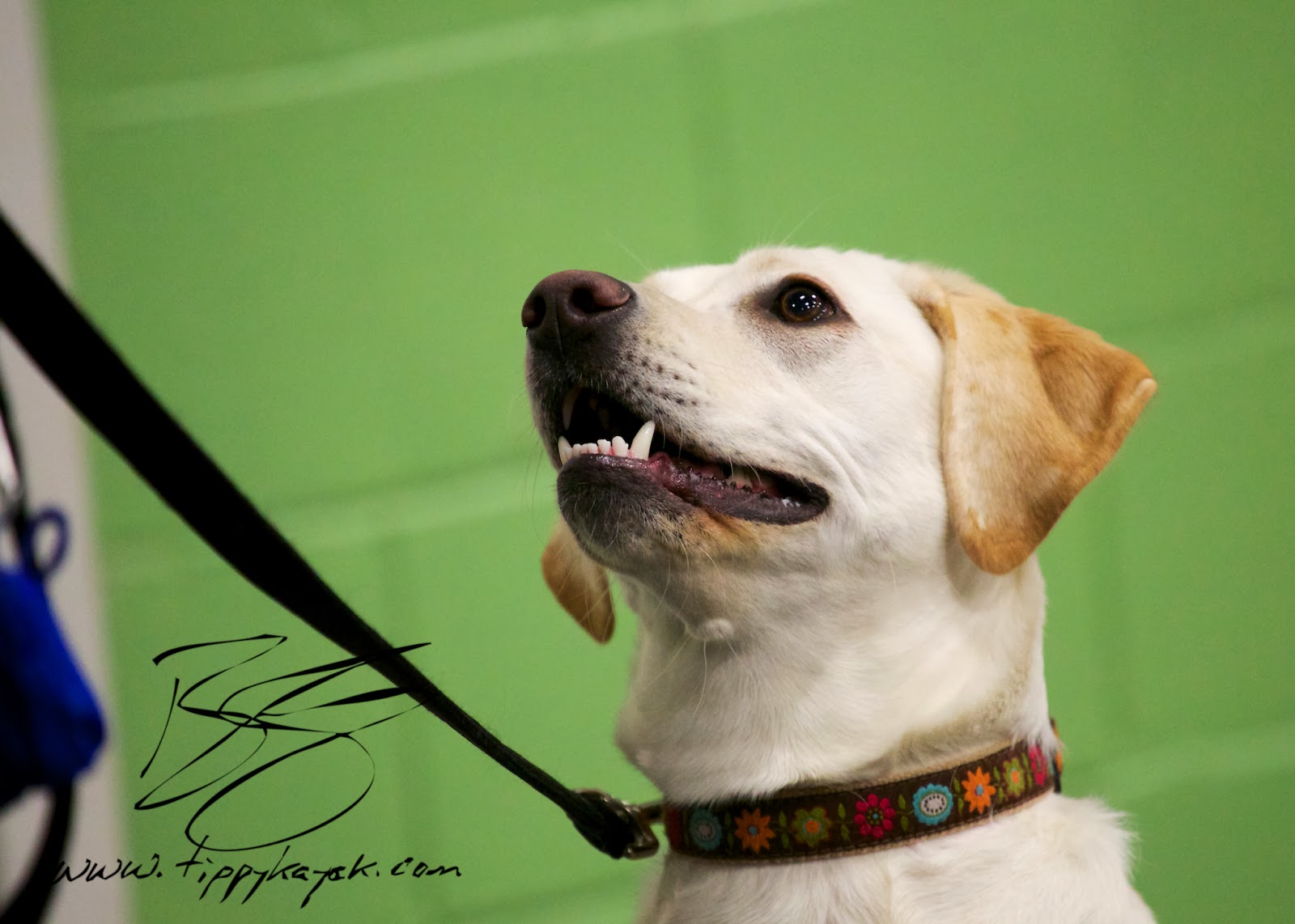 Maggie plays the eye contact game with her handler at a Paws N' Effect Family Dog Training Basics class.