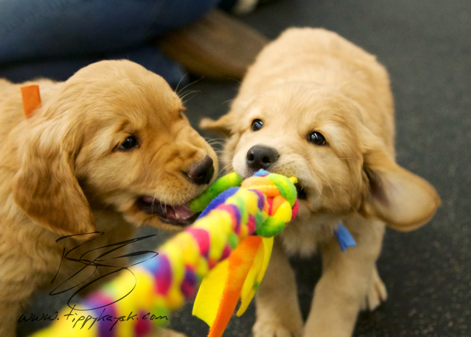 At eight weeks, puppies are typically interested in social interactions, and they tend to explore the world with their mouths.