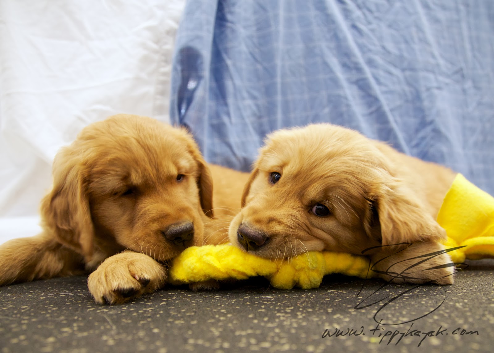 A favorite toy can help satisfy a pup's urge to mouth and his urge to play.