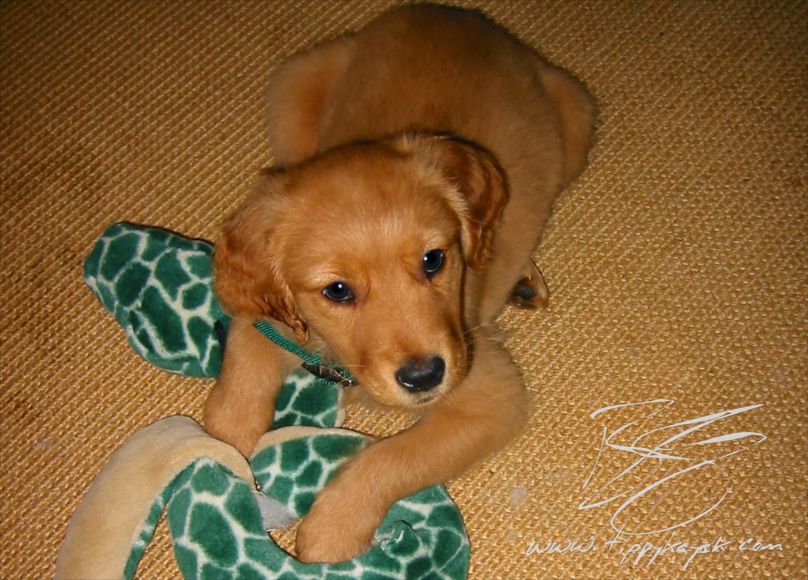 Gus, 2002