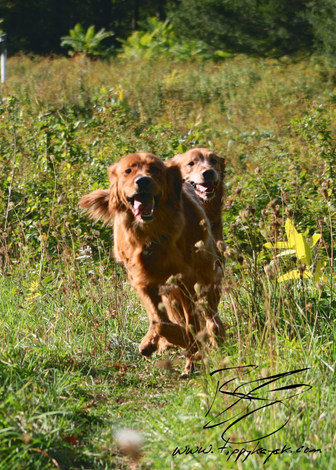 Comet and Gus learned early on that recalls and check-ins are highly rewarded.