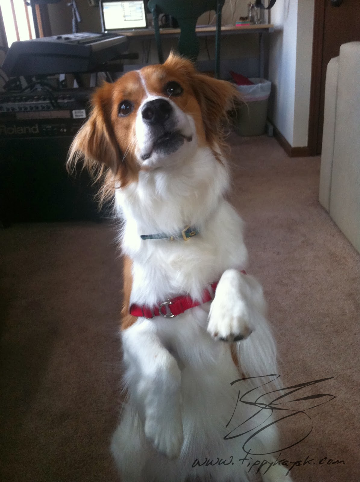 Grynn knows how to beg on command, but she doesn't beg during mealtimes.