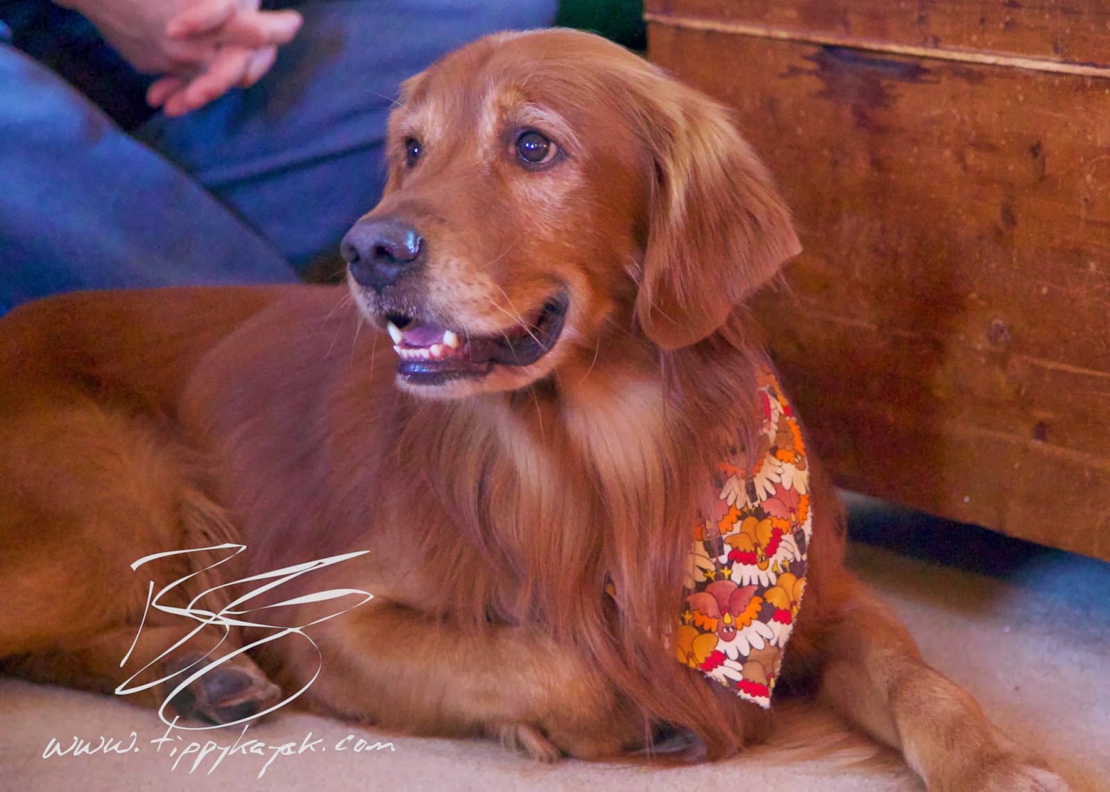 Comet is a well-behaved guest when he visits with family for Thanksgiving.
