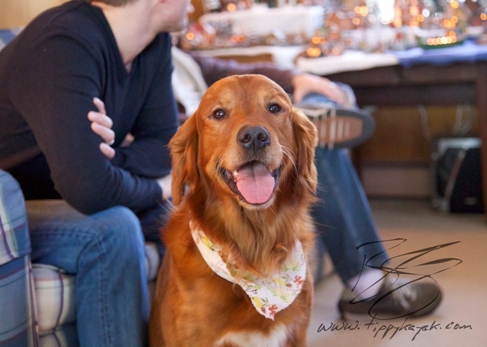 Jax has mastered the art of charming the other guests in order to get petted.