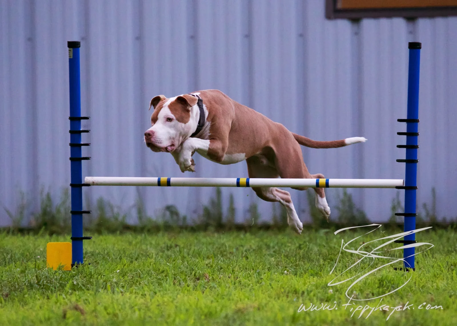 How To Train Your Dog Not To Jump On Guests