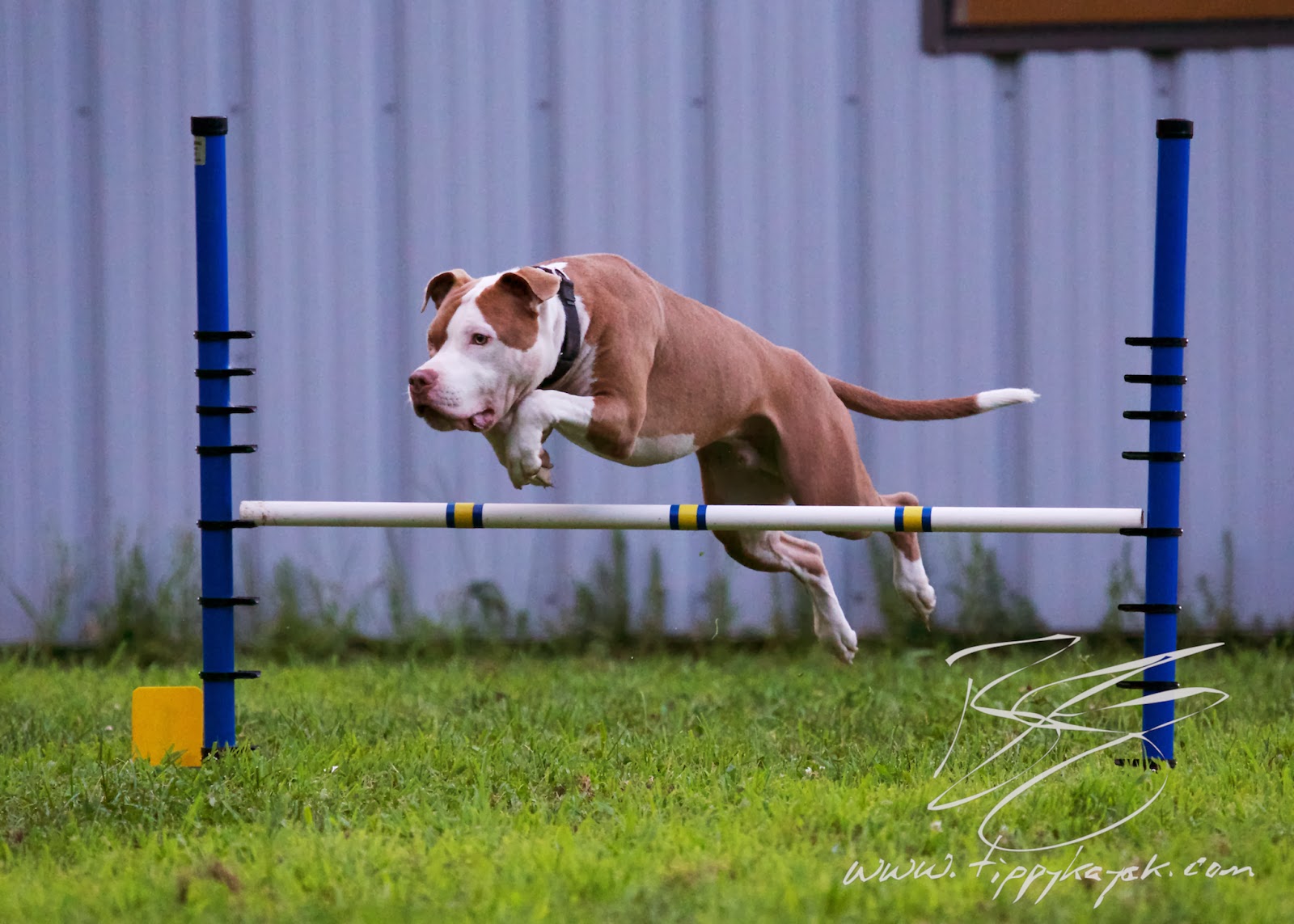 Dazz does the good kind of jumping at Paws N' Effect , 2013.