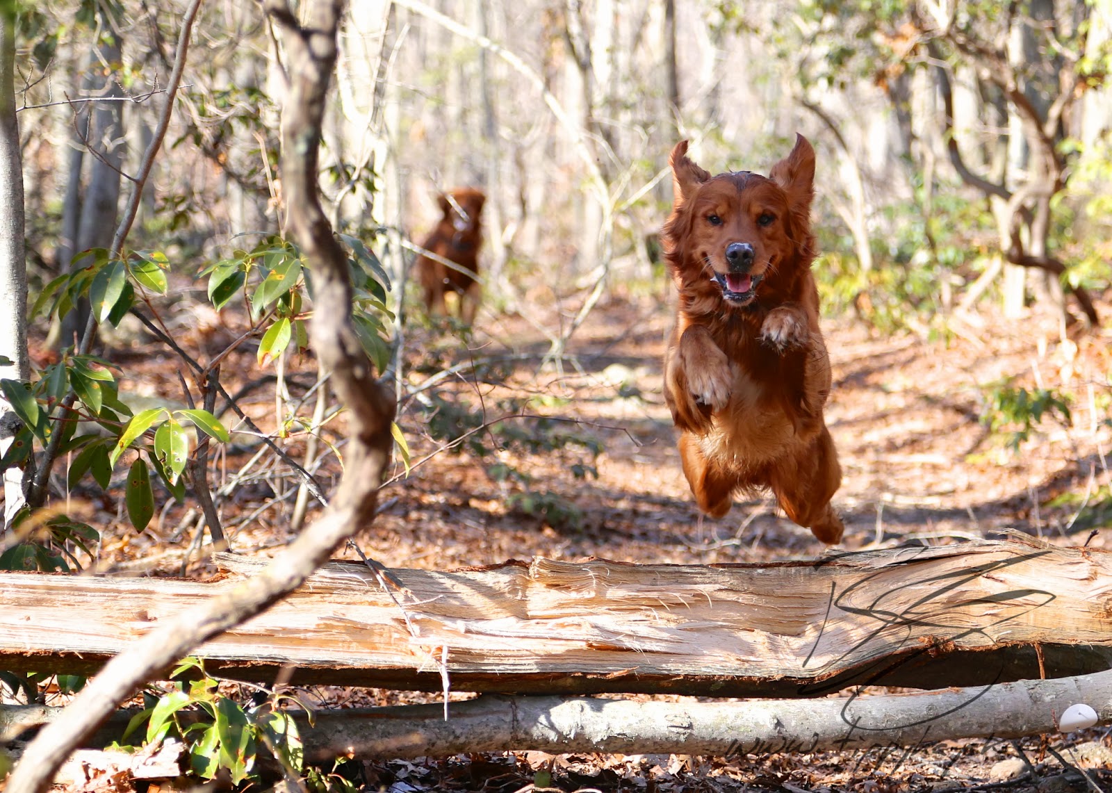 Jax does a good kind of jumping in March 2013 .