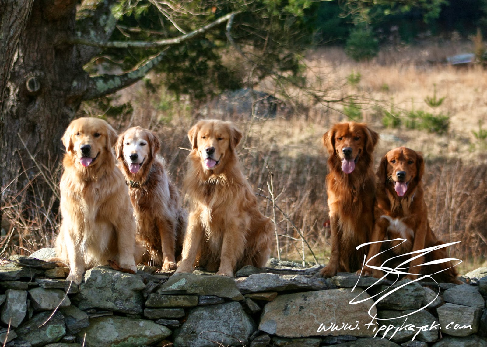 Copley, Finn, Tally, Comet, and Jax practice the daily stay in 2010 .