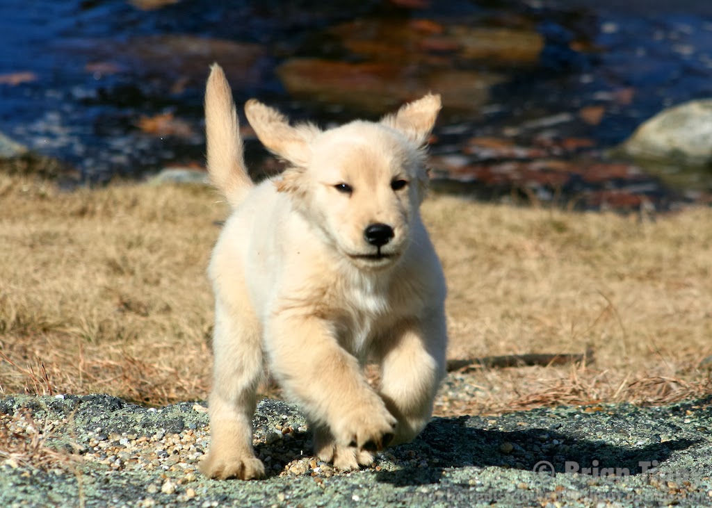 Lush, learning puppy recall foundations in 2011 .