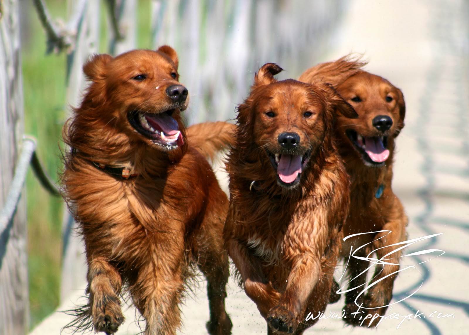 Comet, Jax, and Ojo doing a snappy recall at the Salt Marsh .