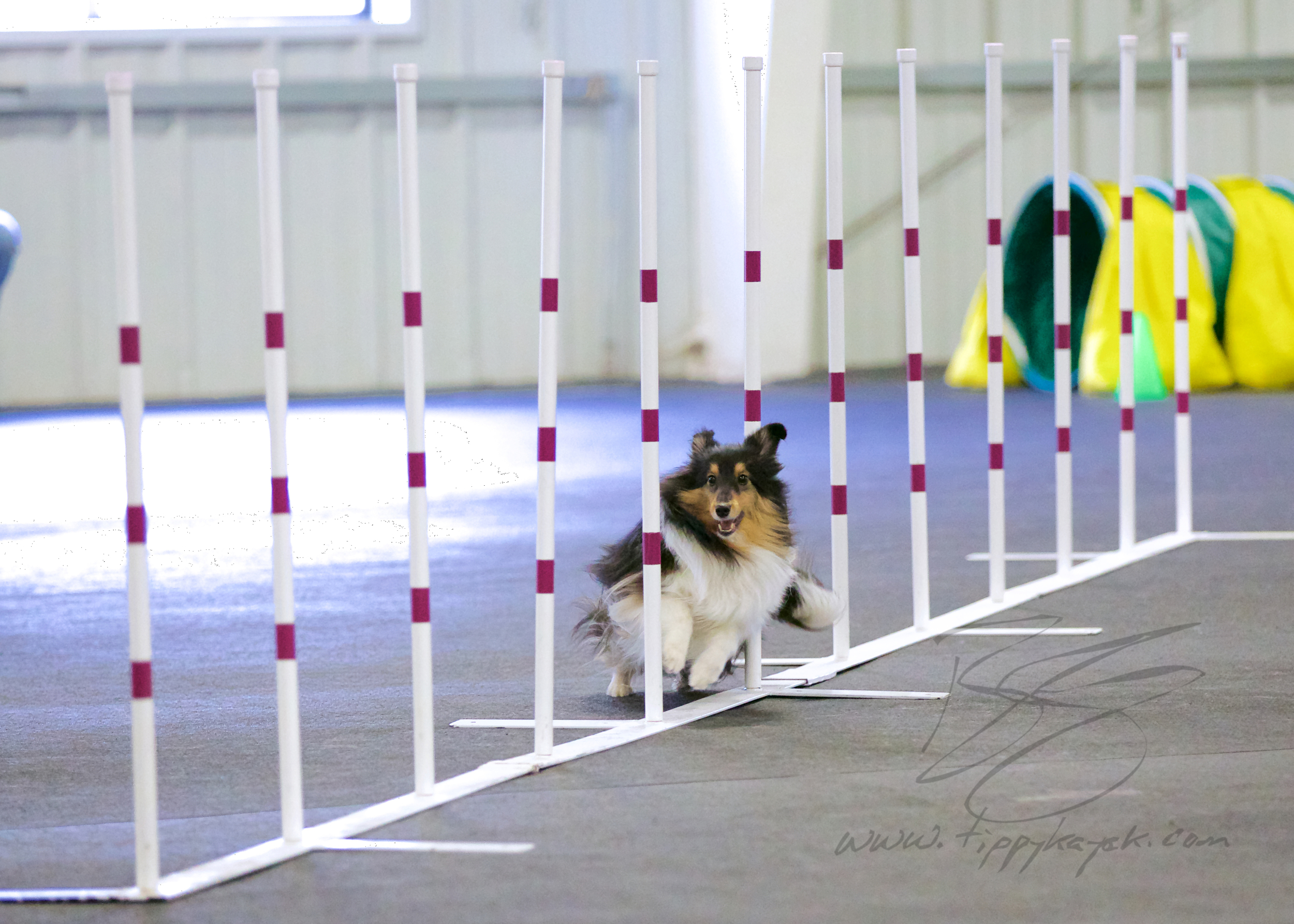 A Sheltie runs through the weave poles during an agility trial at Paws 'N Effect .