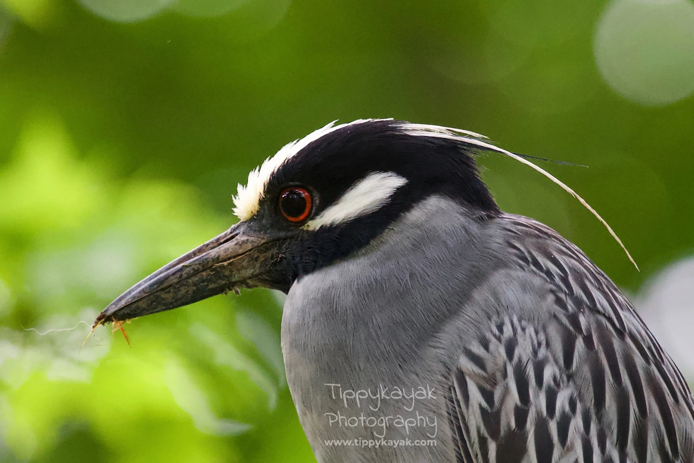 IMG_1611watermarked.jpg