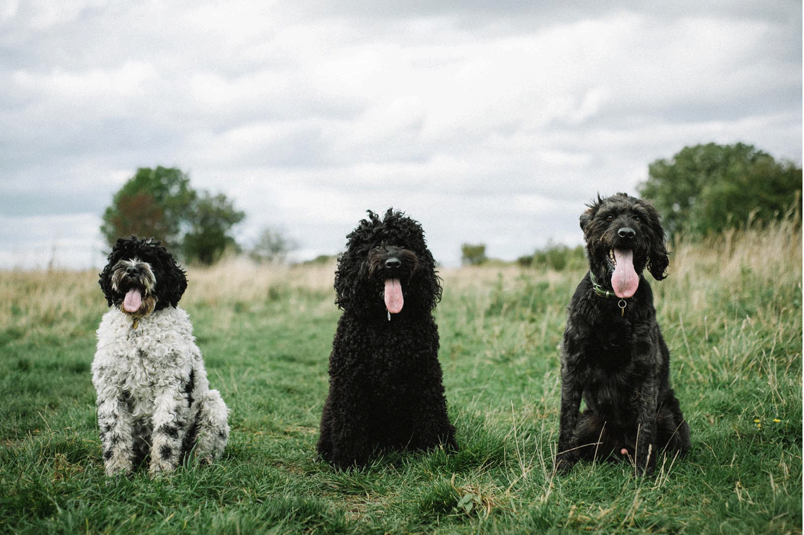 ADVERTISING_LIFESTYLE_PHOTOGRAPHER_MANCHESTER_CHESHIRE_dogs_UK117.gif