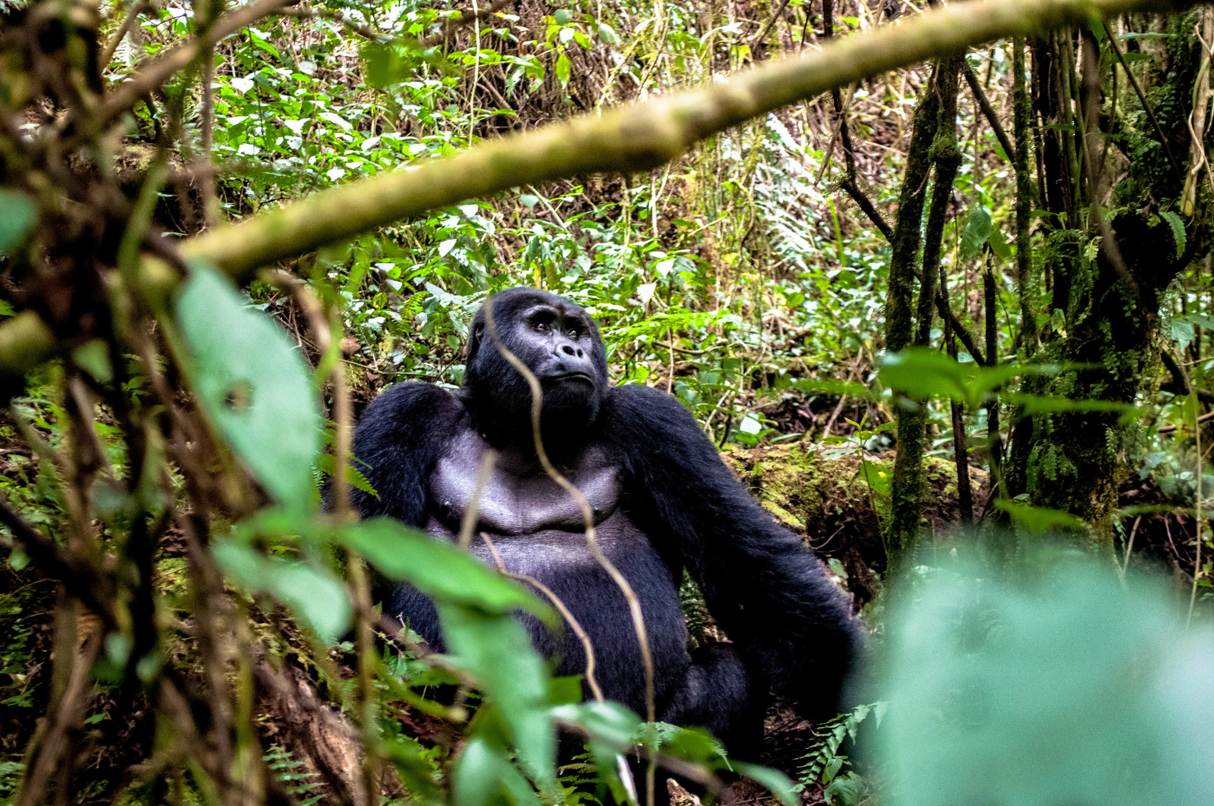 Silverback Gorilla Adventure - The Blog — soph.creates
